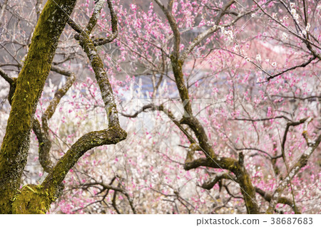 Hyakusoen梅花節 38687683