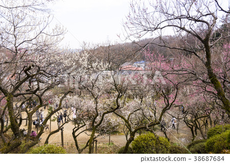 Plum Festival of Hyakusoen 38687684