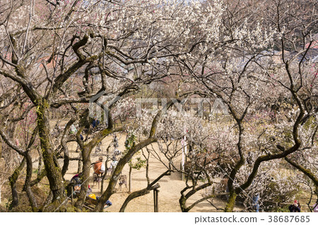 Plum Festival of Hyakusoen 38687685