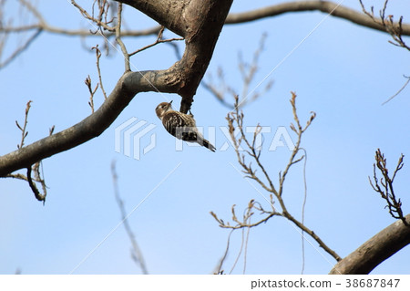 It is a kogera hanging on a branch It is a kogera hanging on a branch 38687847