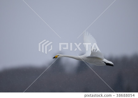 Great Swan Flying Great Swan Flying 38688054