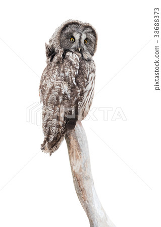 owl (strix uralensis) owl (strix uralensis) 38688373