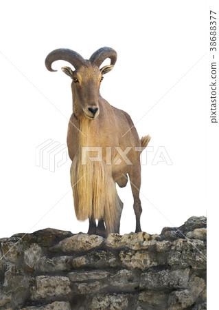 sheep sheep 38688377