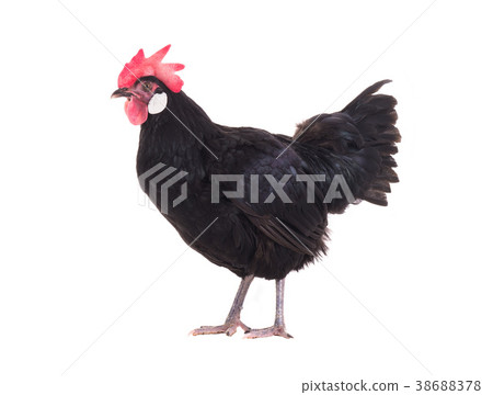 black hen black hen 38688378