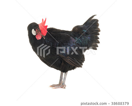 black hen black hen 38688379