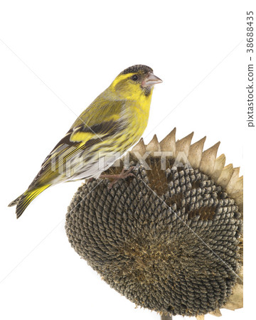 male siskin 38688435