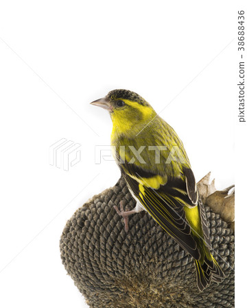 male siskin 38688436