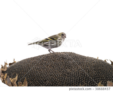 female  siskin 38688437