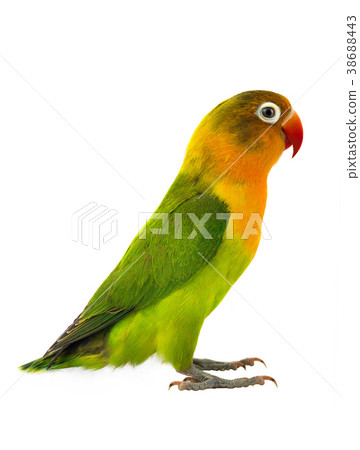 fischeri lovebird 38688443