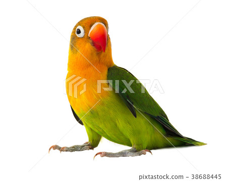fischeri lovebird 38688445