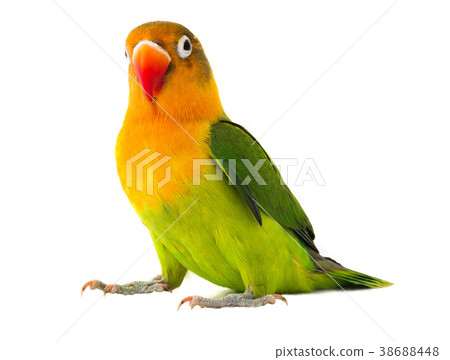 fischeri lovebird 38688448