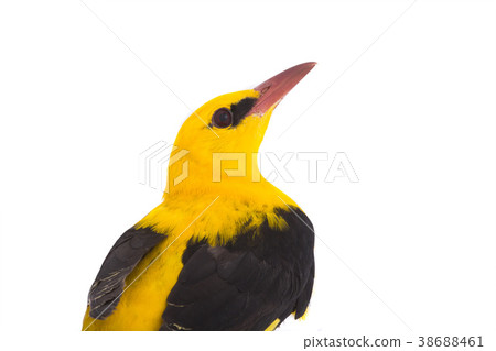 Portrait Eurasian Golden Oriole Portrait Eurasian Golden Oriole 38688461