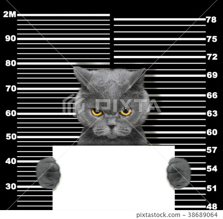 Bad cat at the police station. Photo on black Bad cat at the police station. Photo on black 38689064