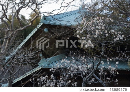 Plum blossoms of Kamakura Hidesho-ji 38689376