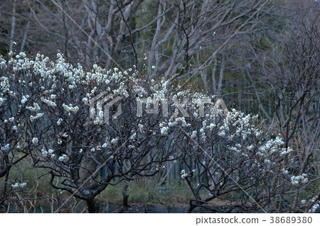 Kamakura Hideshoji的梅花 38689380