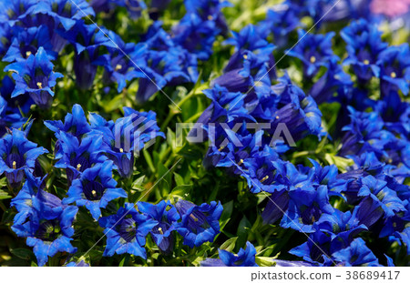 Trumpet gentiana blue flower in spring garden Trumpet gentiana blue flower in spring garden 38689417