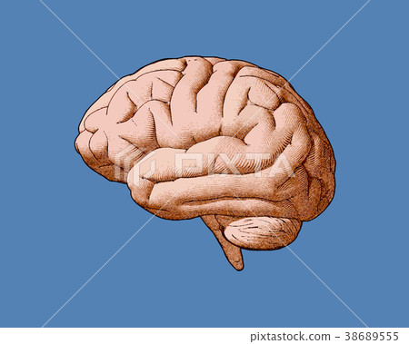 Vintage brain drawing with retro color style 38689555