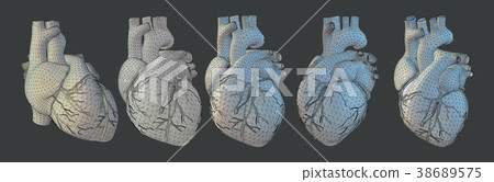 3D human heart illustration in various view 3D human heart illustration in various view 38689575