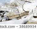 Frozen plants in winter 38689934