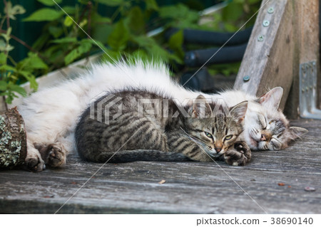 Fluffy homeless adult white cat and gray kitten 38690140
