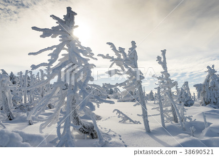 Brocken Winter Trees and Sun Brocken Winter Trees and Sun 38690521