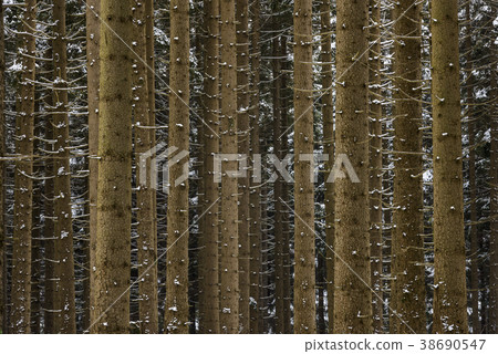 Trunks of Pine Harz Germany Trunks of Pine Harz Germany 38690547