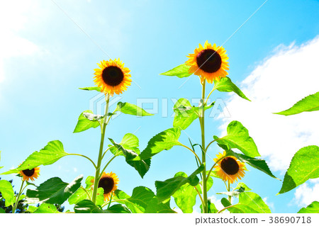 Summer sunflower Summer sunflower 38690718