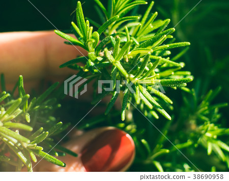 Home garden growing herbs outdoors Home garden growing herbs outdoors 38690958