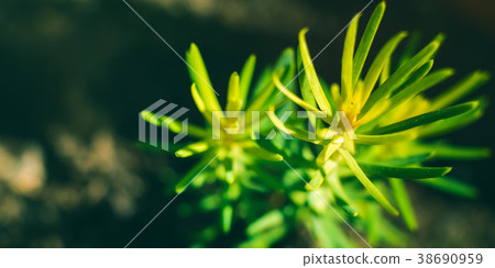 Spruce sprout macro growing in pot Spruce sprout macro growing in pot 38690959