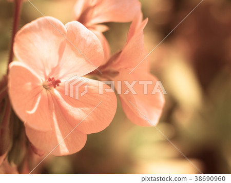 Pink flower on green natural background. Macro Pink flower on green natural background. Macro 38690960