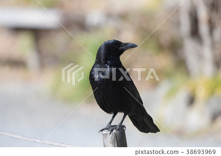 Hermopotus glass 38693969