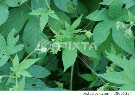 鐵筷子Kanamugu女性花朵花語言是“一個強大的人” 鐵筷子Kanamugu女性花朵花語言是“一個強大的人” 38695334
