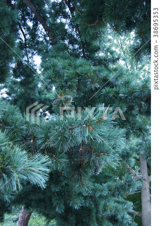 It is called the large five leaf pine nut Korean five leaf, but it is also distributed in Japan It is called the large five leaf pine nut Korean five leaf, but it is also distributed in Japan 38695353