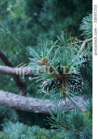 It is called the large five leaf pine nut Korean five leaf, but it is also distributed in Japan 38695355