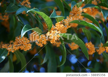 近畿近畿Kinmokusei鮮花是“真相” 近畿近畿Kinmokusei鮮花是“真相” 38695356