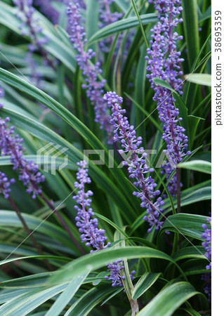 Yaburan Jabran flower language is "hidden heart" Yaburan Jabran flower language is "hidden heart" 38695359