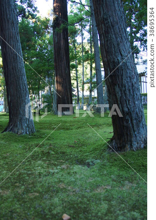 Moss garden 38695364