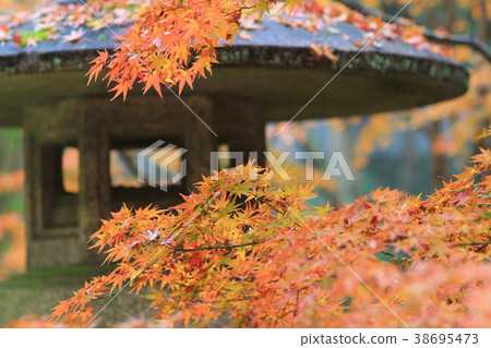 fall at Japanese garden, Kitano Kitano tenmangu fall at Japanese garden, Kitano Kitano tenmangu 38695473