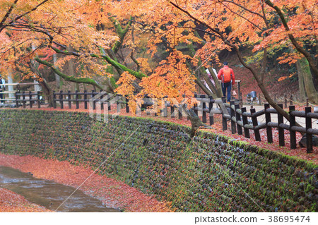 Orange maple tree in autumn season, Orange maple tree in autumn season, 38695474