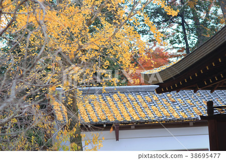 fall at Japanese garden, Kitano Kitano tenmangu fall at Japanese garden, Kitano Kitano tenmangu 38695477
