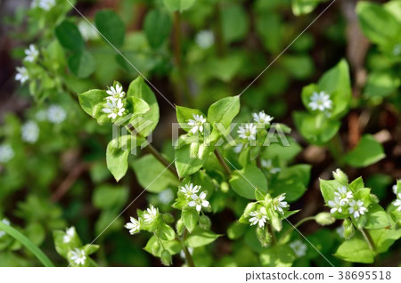 Flower of hakobe 38695518