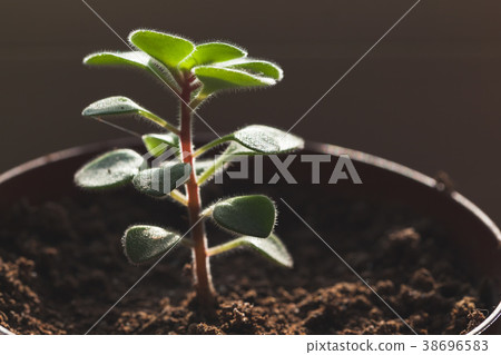 Young green sprout of plant in pot, macro 38696583