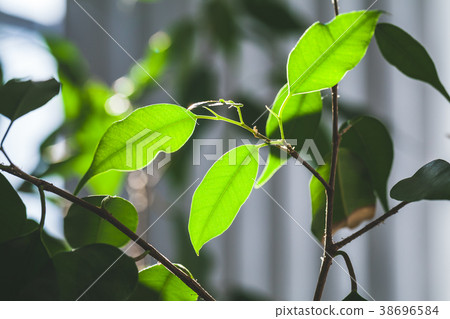 Fresh green leaves of indoor plant, close up 38696584