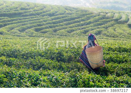 Asia worker women were picking tea leaves 38697217