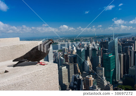 Pigeon on the Empire State Building,New York 38697272