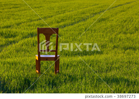 Old wooden chair in the barley field 38697273
