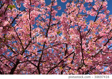 三浦沿海櫻花節 38697416