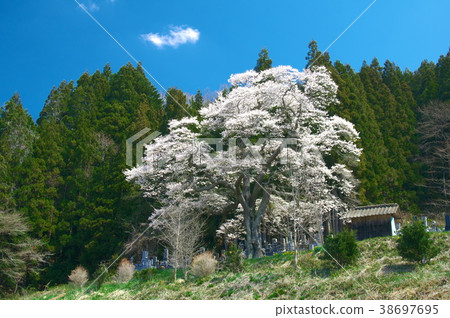 Ippon Sakura-Higan Sakura of Two Danda Ippon Sakura-Higan Sakura of Two Danda 38697695