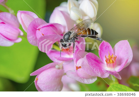 The bee is sucking sweet nectar from pink pollen. 38698046