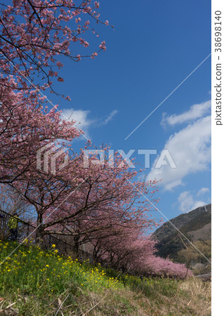 櫻花 38698140